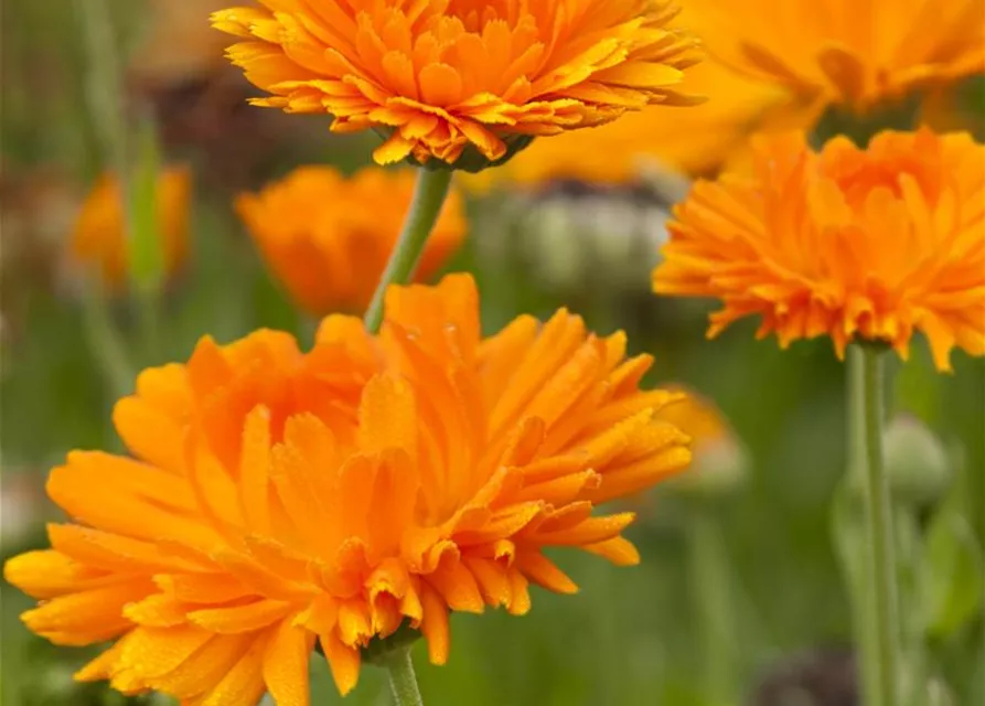 Calendula officinalis