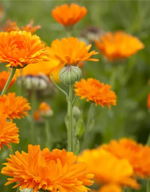 Calendula officinalis