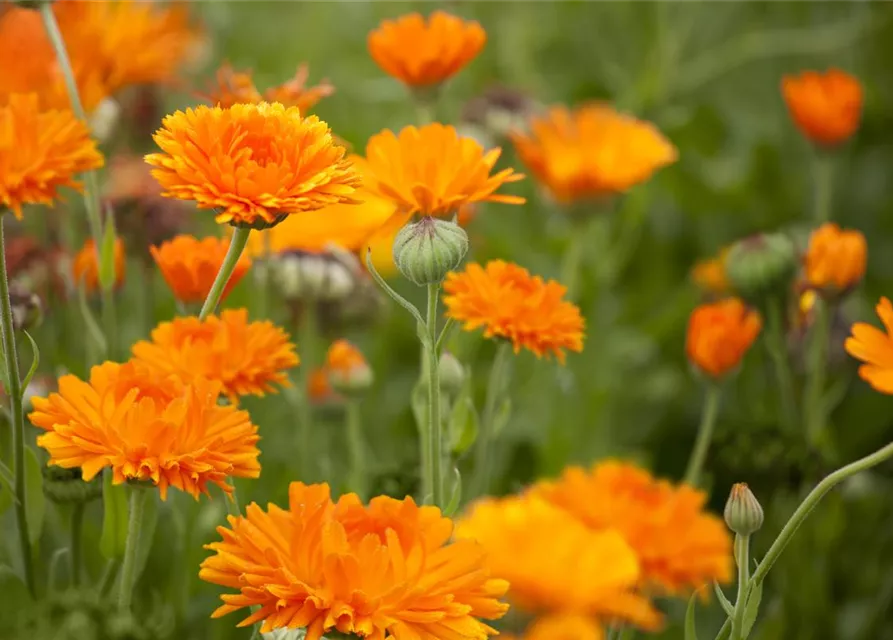 Calendula officinalis