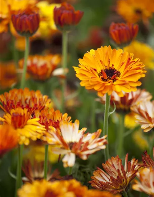 Calendula officinalis