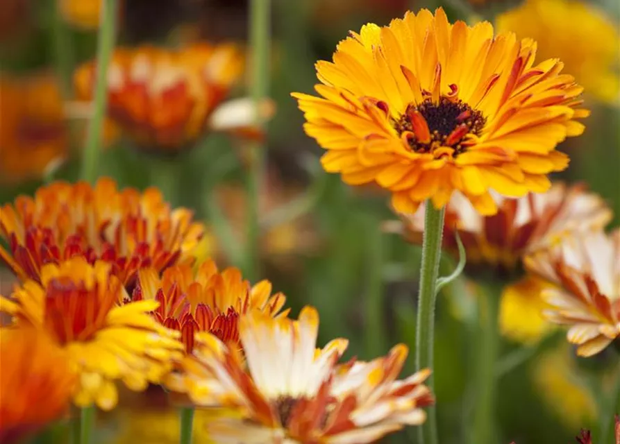 Calendula officinalis