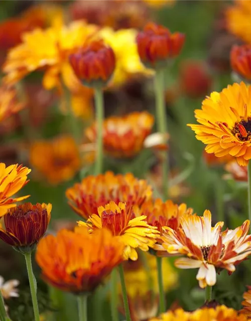 Calendula officinalis