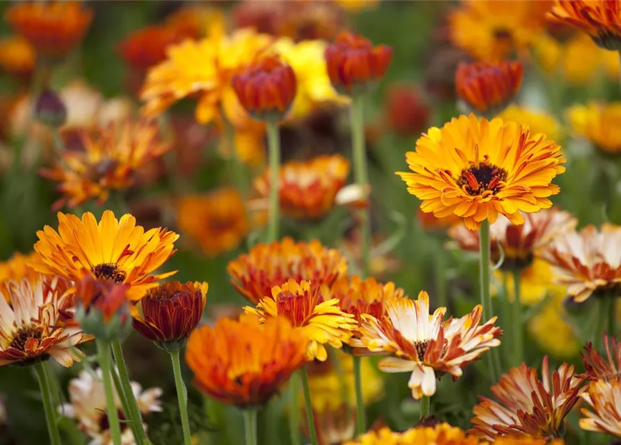 Calendula officinalis