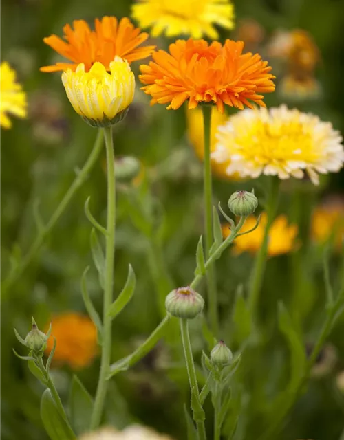 Calendula officinalis