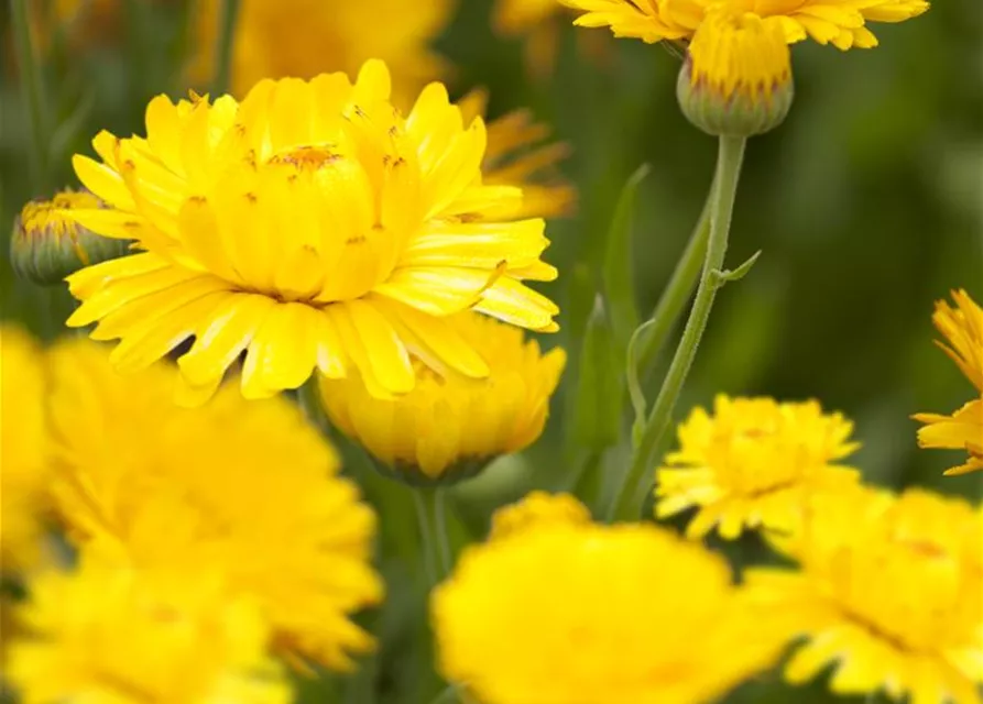 Calendula officinalis