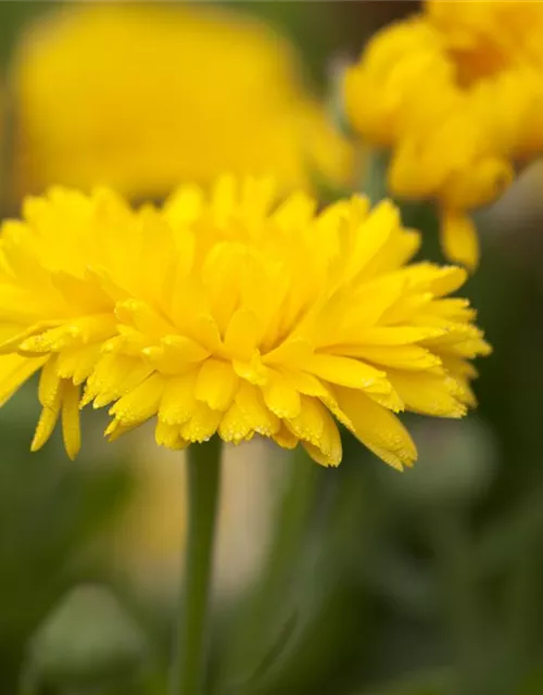 Calendula officinalis