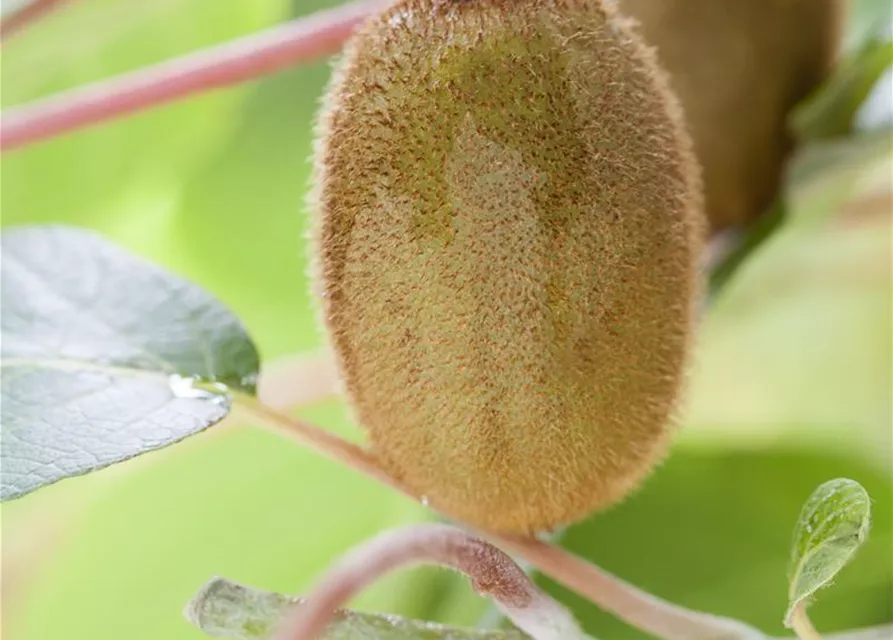 Actinidia chinensis