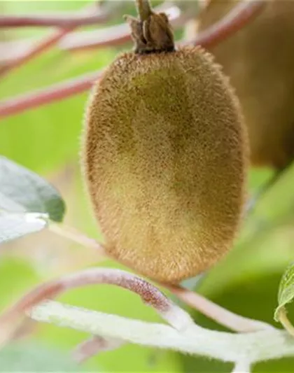 Actinidia chinensis 'Hayward'