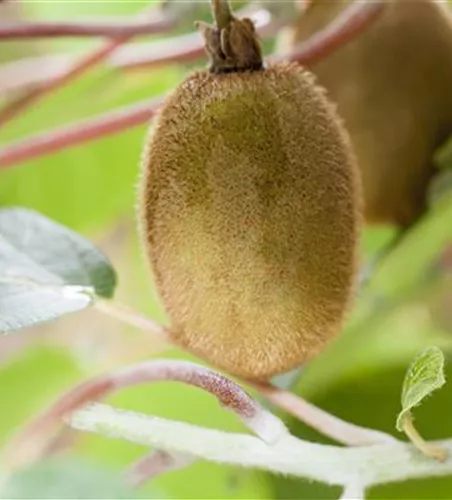 Actinidia chinensis 'Hayward'