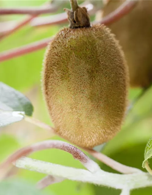 Actinidia chinensis 'Hayward'