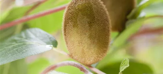 Actinidia chinensis 'Hayward'