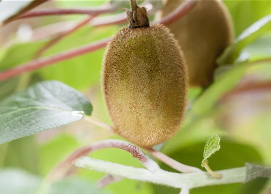 Actinidia chinensis 'Hayward'