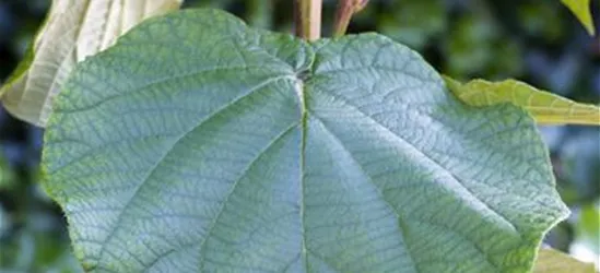 Actinidia chinensis 'Atlas'