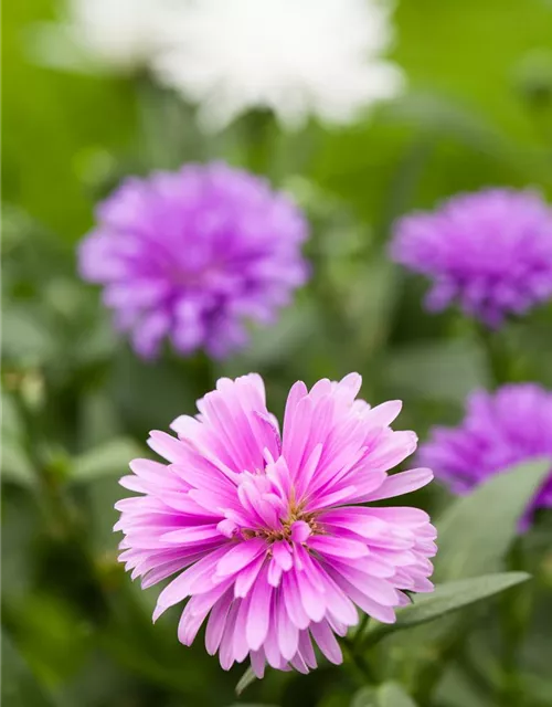 Aster novi-belgii, rosa