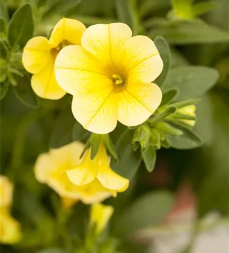 Calibrachoa 'Celebration'®