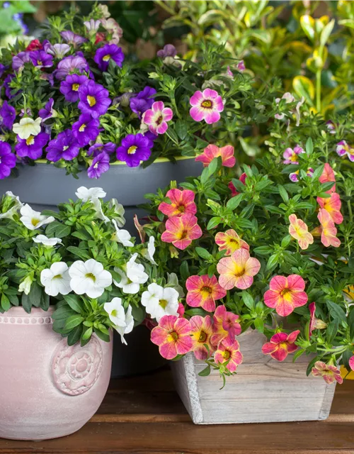 Calibrachoa 'Celebration'®