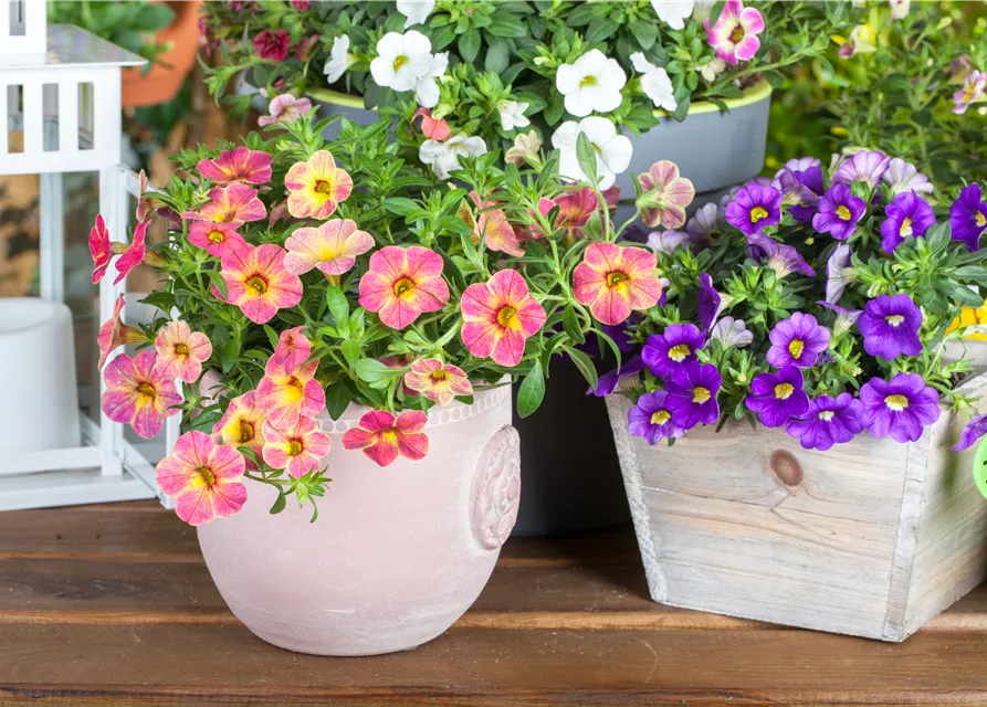 Calibrachoa 'Celebration'®