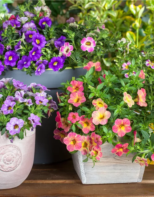 Calibrachoa 'Celebration'®