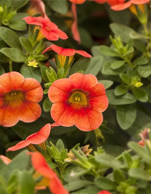 Calibrachoa 'Celebration'®