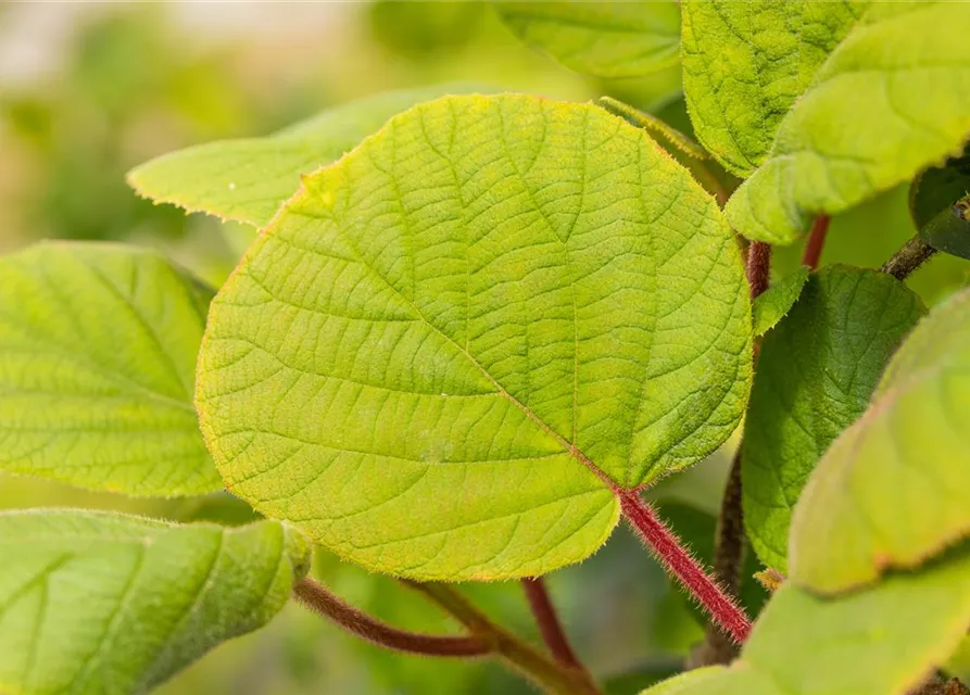 Actinidia chinensis 'Hayward'