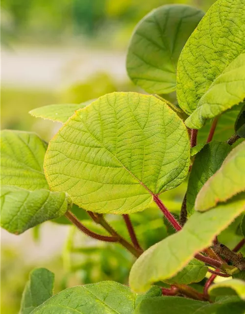 Actinidia chinensis 'Hayward'