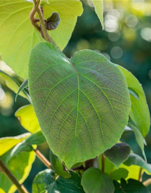 Actinidia chinensis 'Hayward'