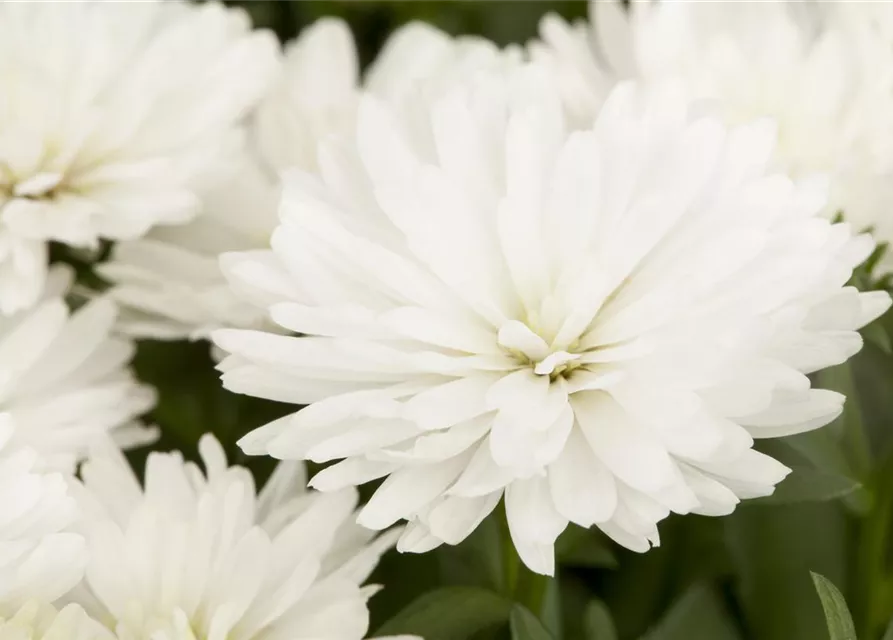 Aster novi-belgii, weiß