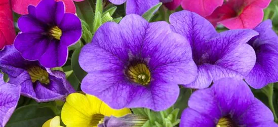 Calibrachoa 'Celebration® Karneval'