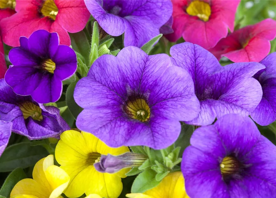 Calibrachoa 'Celebration® Karneval'