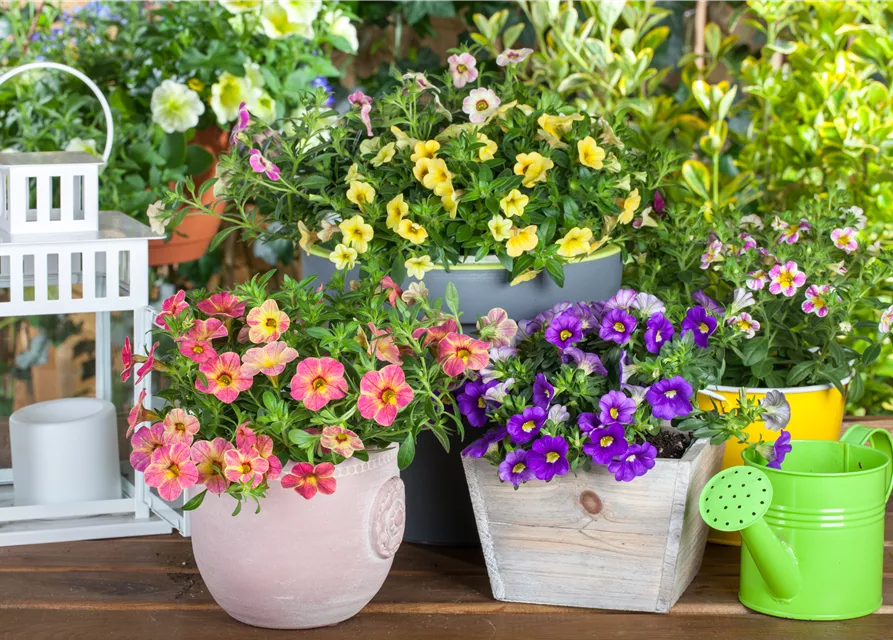 Calibrachoa 'Celebration® Karneval'