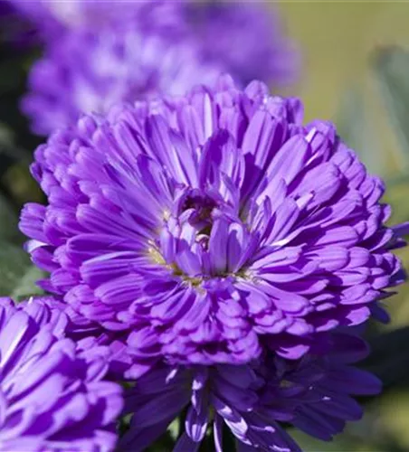 Aster 'Victoria'®