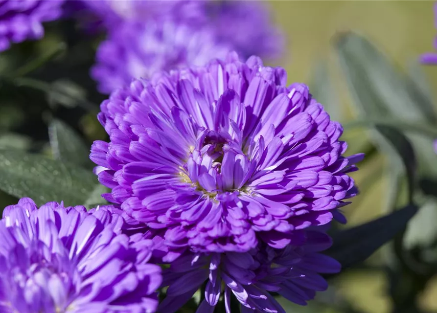 Aster 'Victoria'®