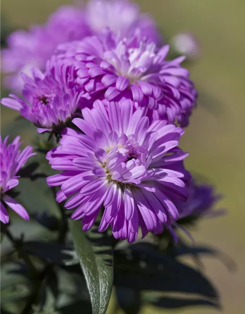 Aster 'Victoria'®