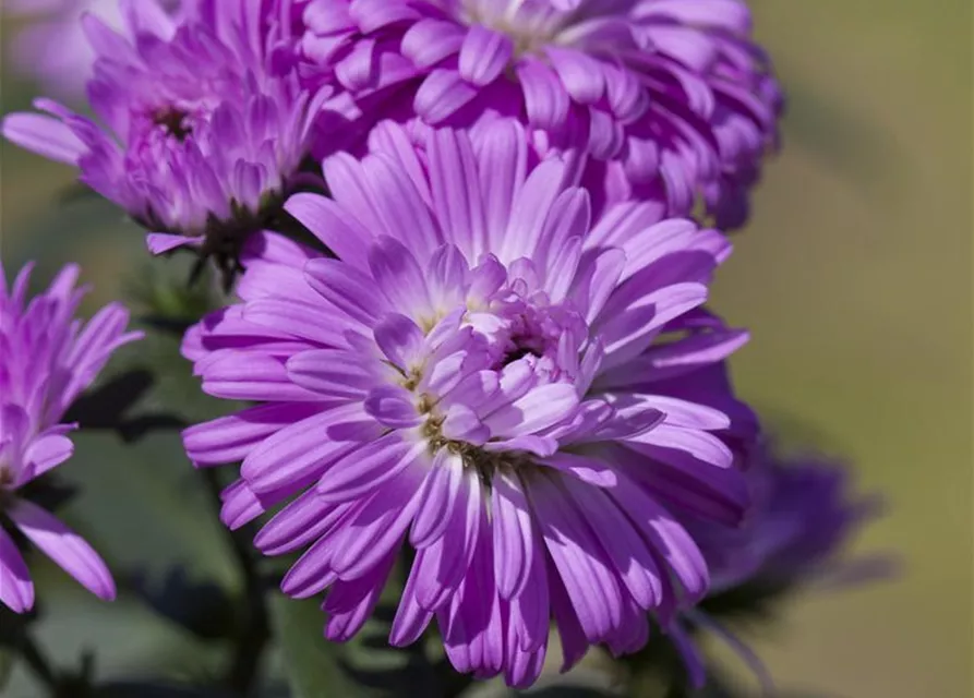 Aster 'Victoria'®