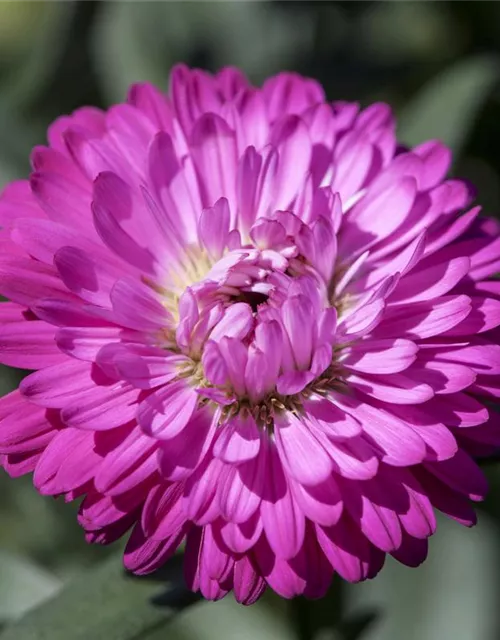 Aster 'Victoria'®