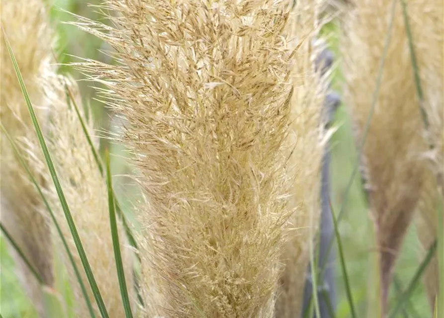 Cortaderia selloana