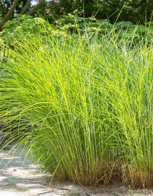 Cortaderia selloana