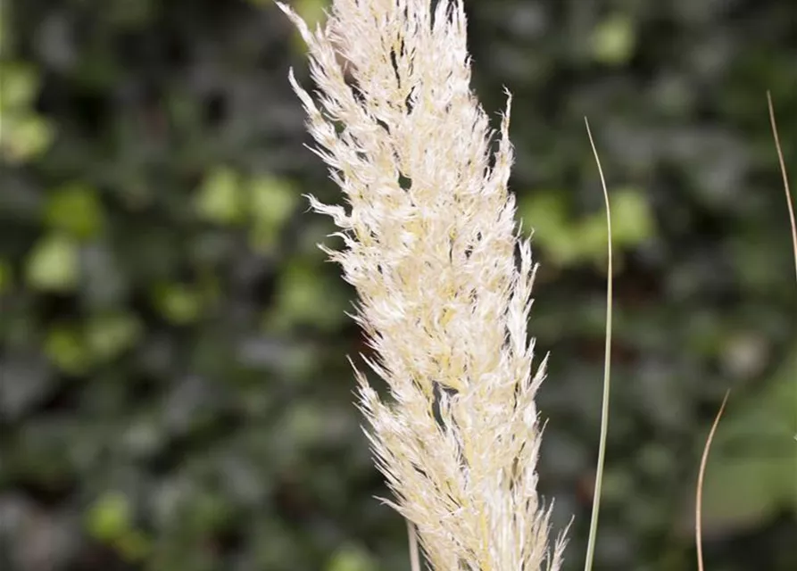 Cortaderia selloana