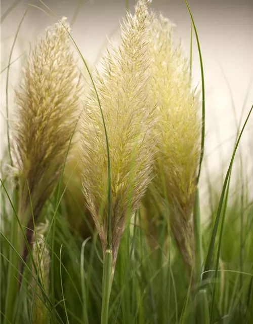 Cortaderia selloana