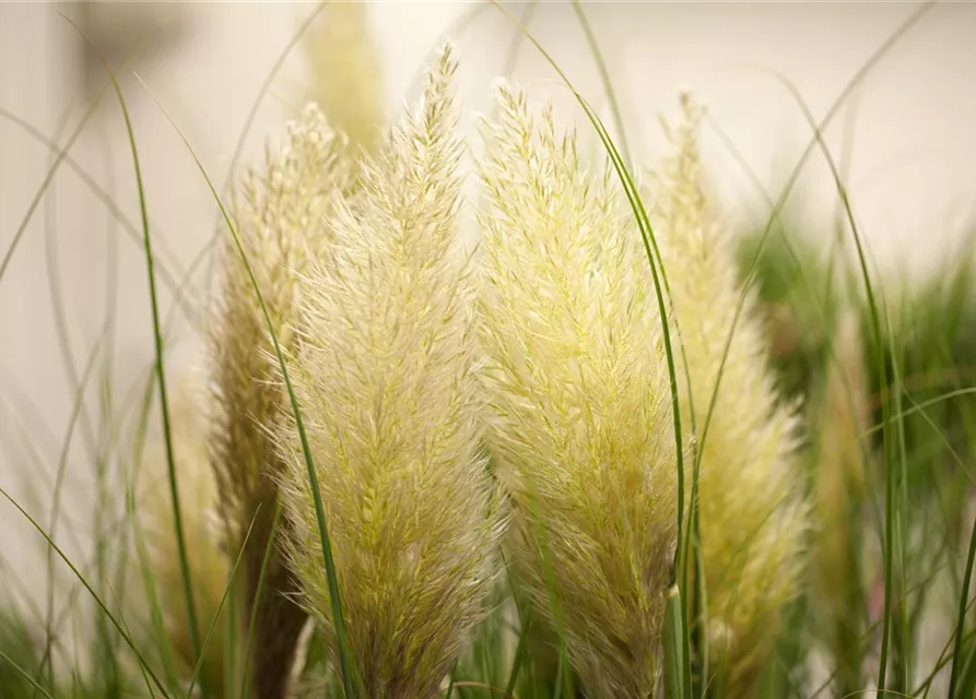 Cortaderia selloana