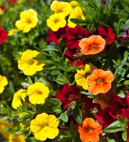 Calibrachoa 'Trixi'®