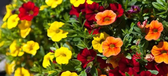 Calibrachoa 'Trixi'®