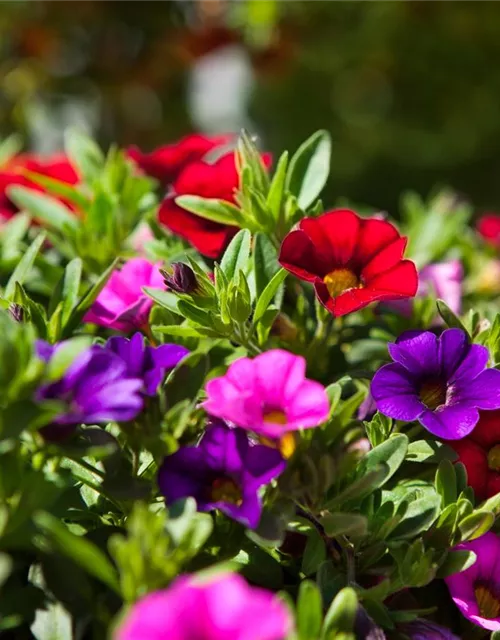 Calibrachoa 'Trixi'®