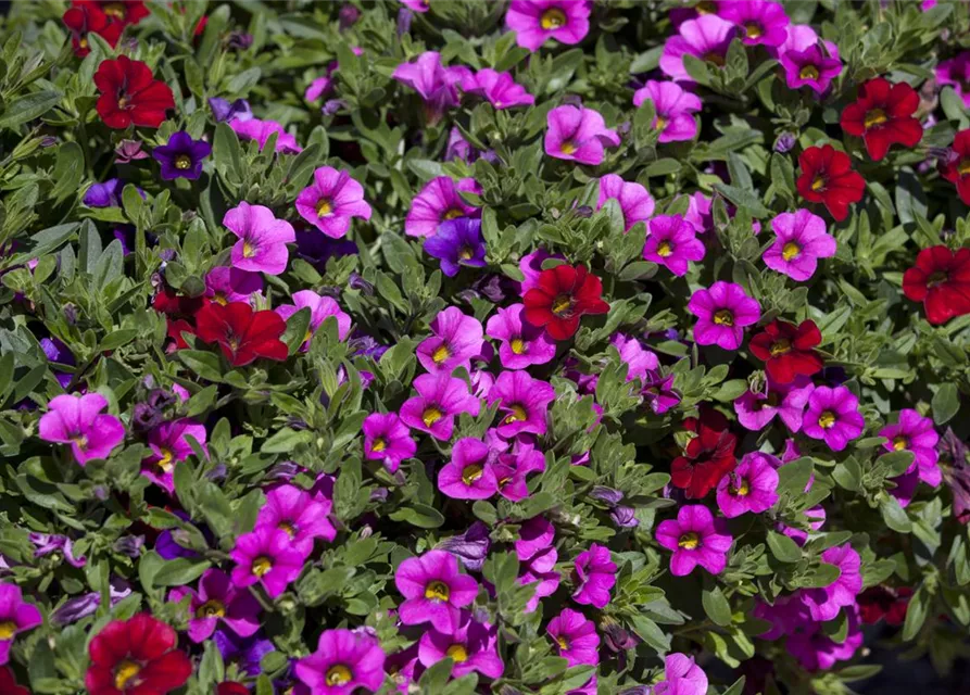 Calibrachoa 'Trixi'®