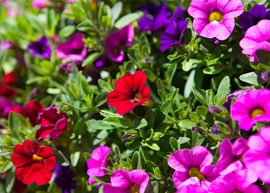 Calibrachoa 'Trixi'®