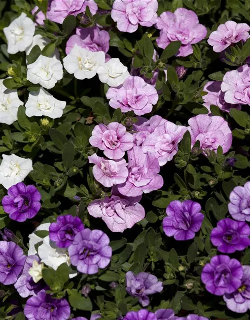 Calibrachoa 'Trixi'®