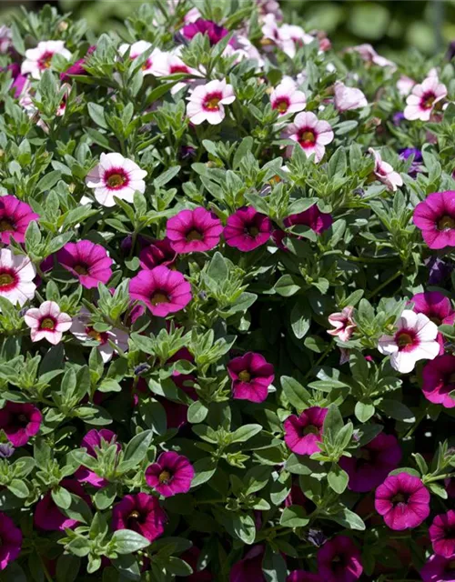 Calibrachoa 'Trixi'®