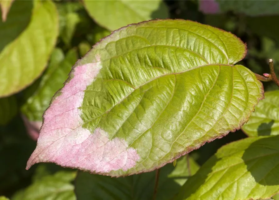 Actinidia kolomikta