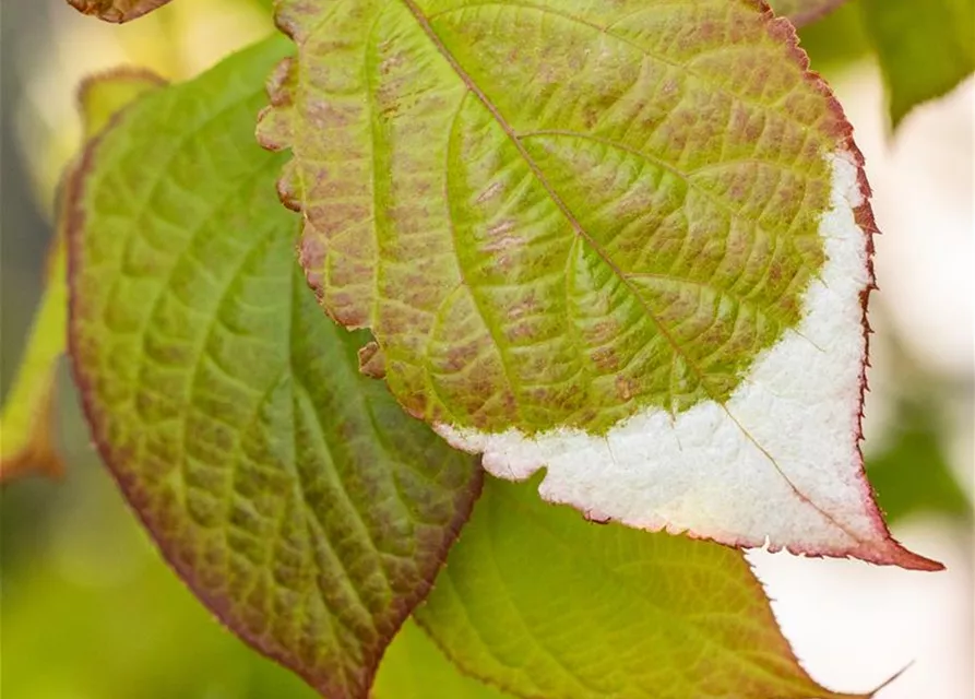 Actinidia kolomikta