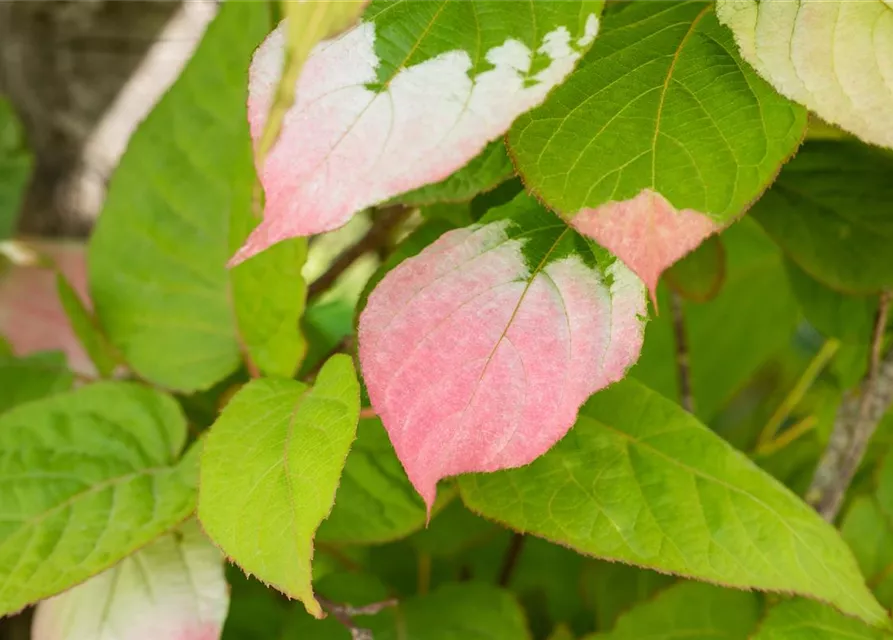 Actinidia kolomikta